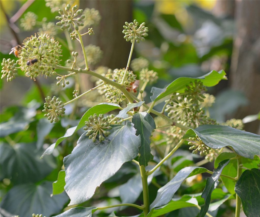 Hedera helix / Edera